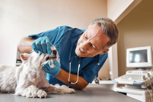Best Emergency Treatment for Oral Infections in Carlin, NV